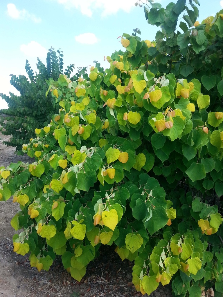 CERCIS CANADENSIS 'THE RISING SUN®'