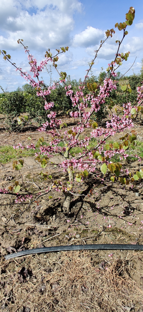 [CSIH8C] CERCIS SILIQUASTRUM HAUT-TIGE (8-10 cm)