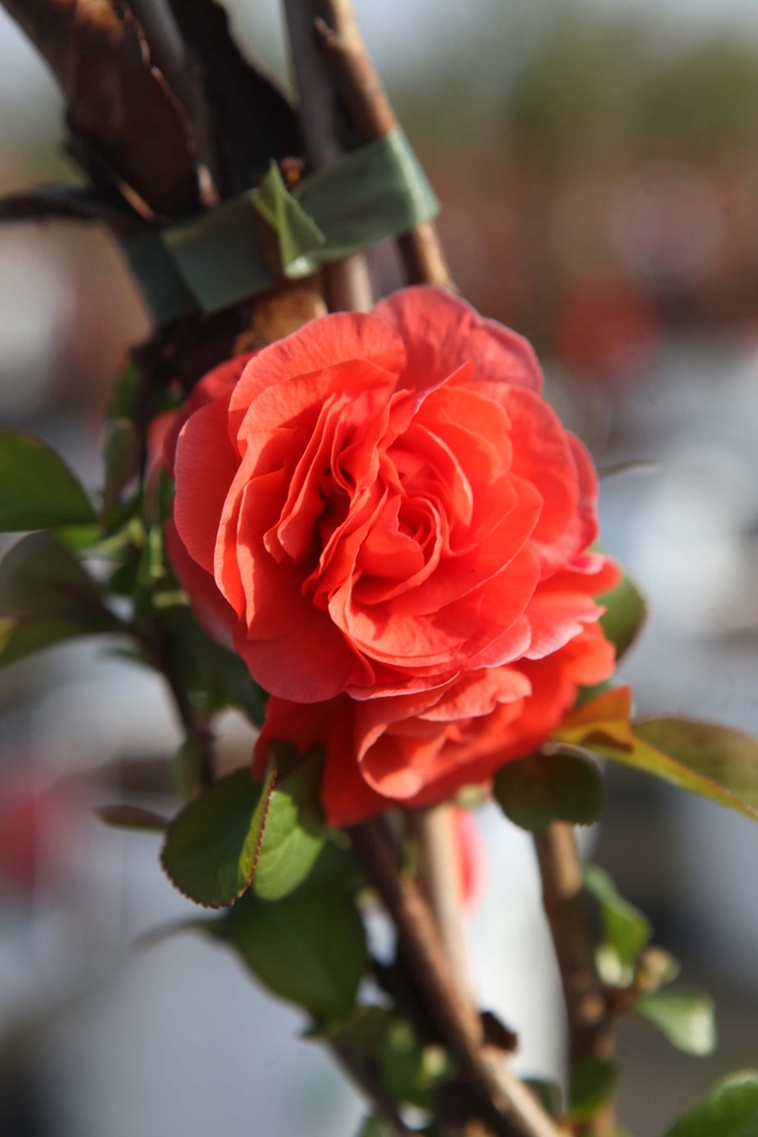 [xx] CHAENOMELES SPECIOSA PROVEN WINNERS® 'ORANGE STORM' (Pot, 125-150 cm)