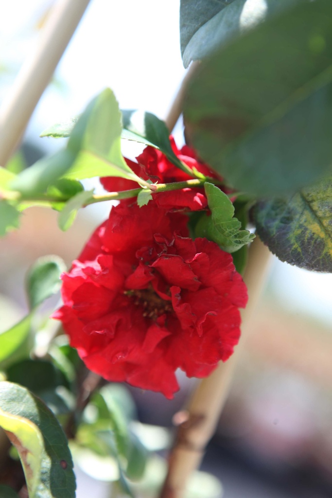 CHAENOMELES SPECIOSA PROVEN WINNERS® 'PINK STORM'