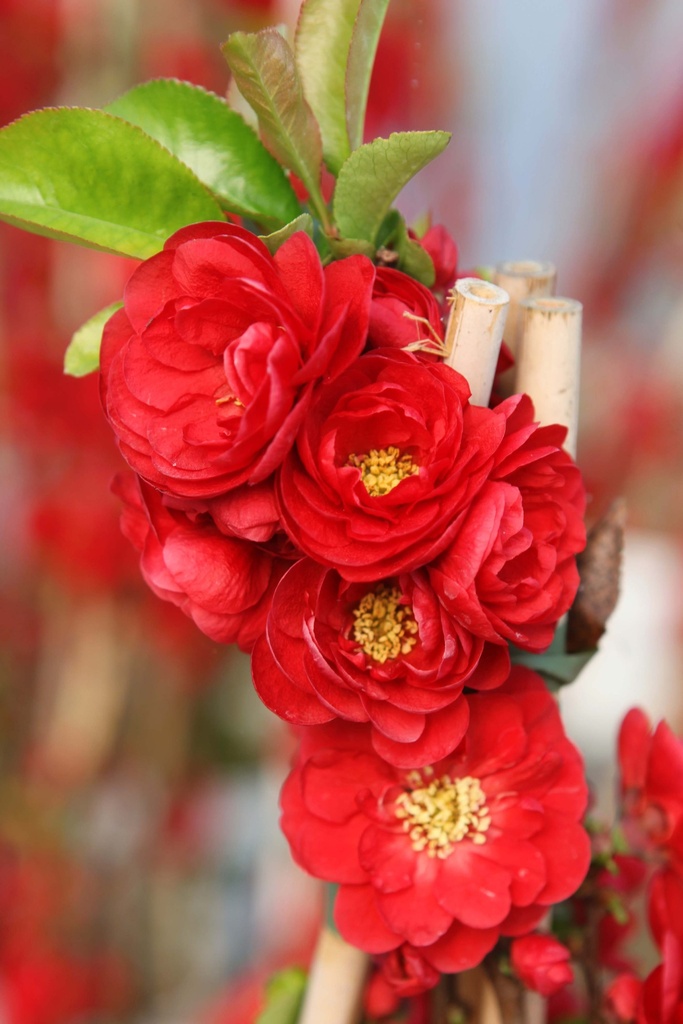 CHAENOMELES SPECIOSA PROVEN WINNERS® 'SCARLET STORM'