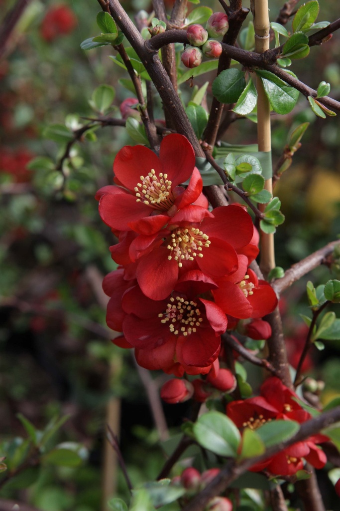 CHAENOMELES SUPERBA 'ELLY MOSSEL'