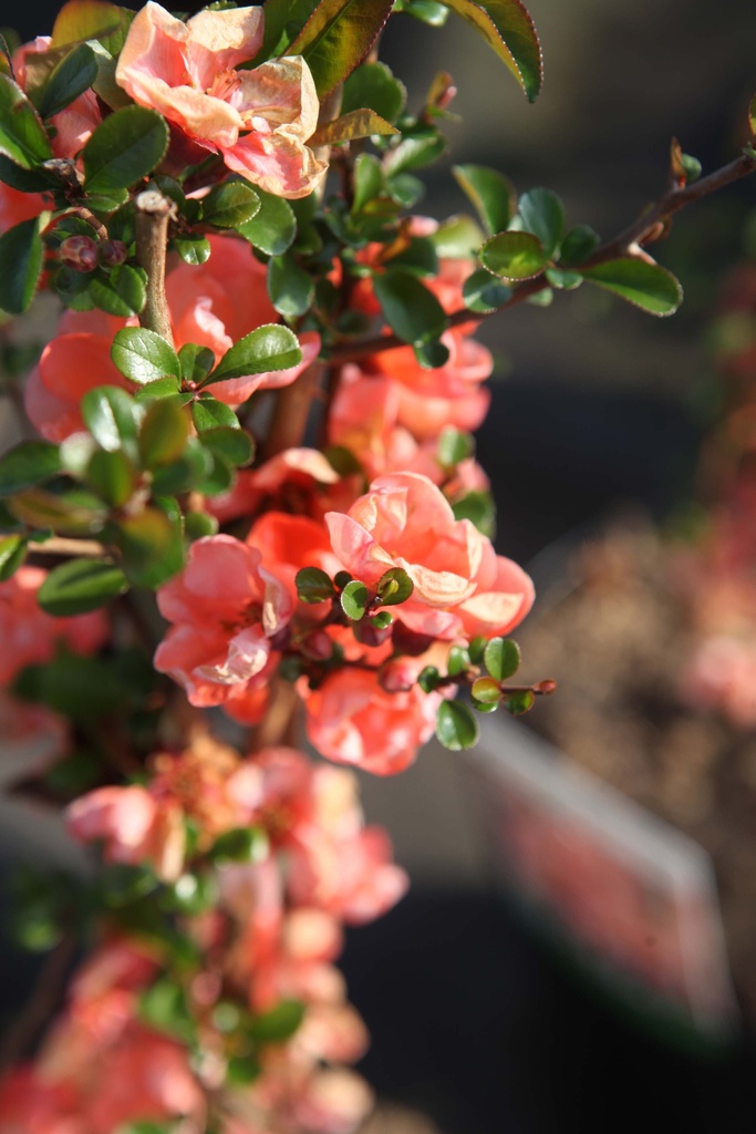 [xx] CHAENOMELES SUPERBA 'SALMON HORIZON' (Pot 3 litres, 40-50 cm)