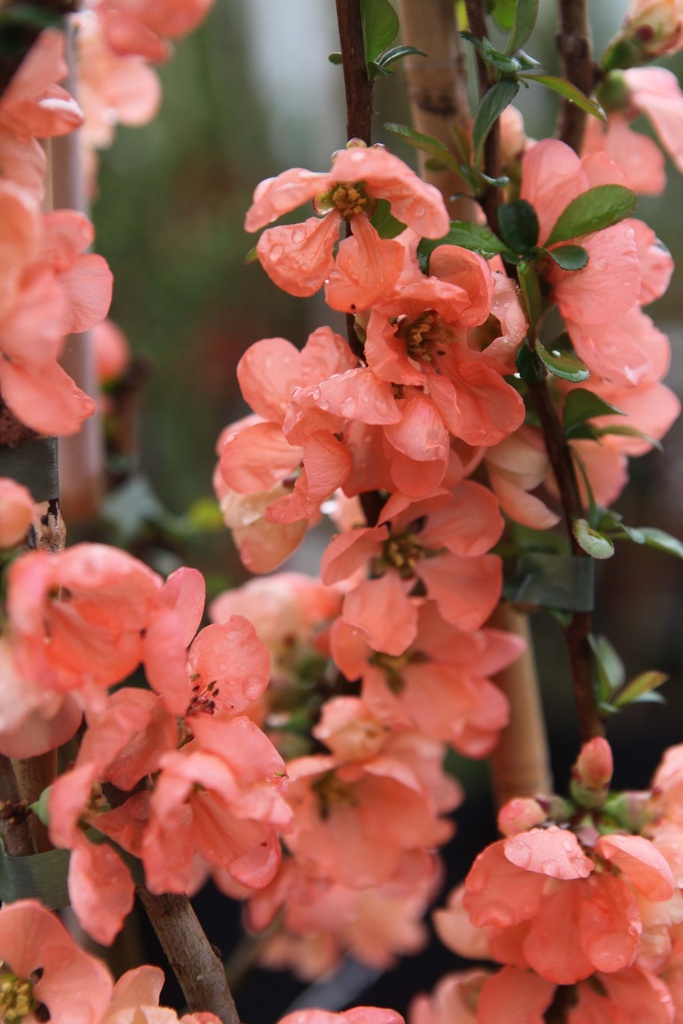 [xx] CHAENOMELES SUPERBA 'TEXAS SCARLET' (Pot 3 liter, 40-50 cm)