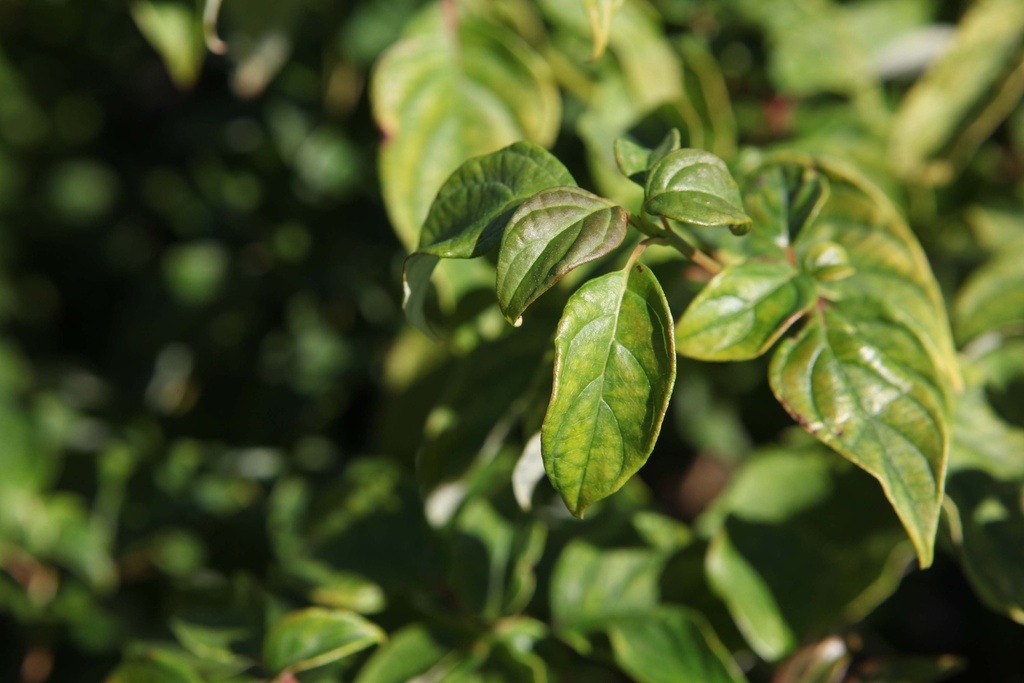 [CALT80] CORNUS ALTERNIFOLIA (Pot, 80-100 cm)