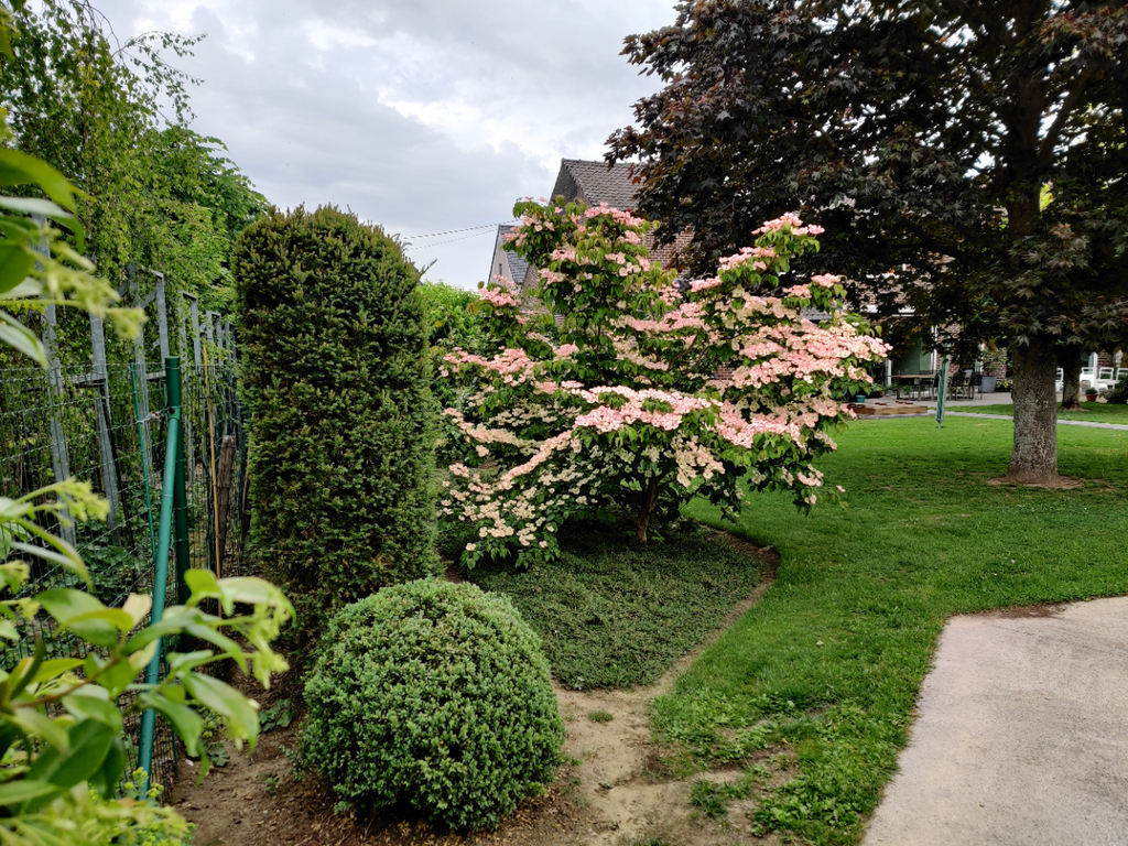 [CFRU60] CORNUS FLORIDA 'RUBRA'