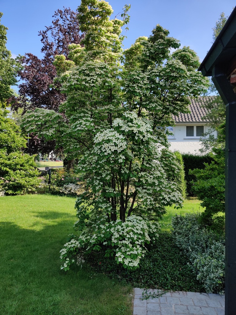 [CKCH125] CORNUS KOUSA 'CHINENSIS' (125-150 cm)