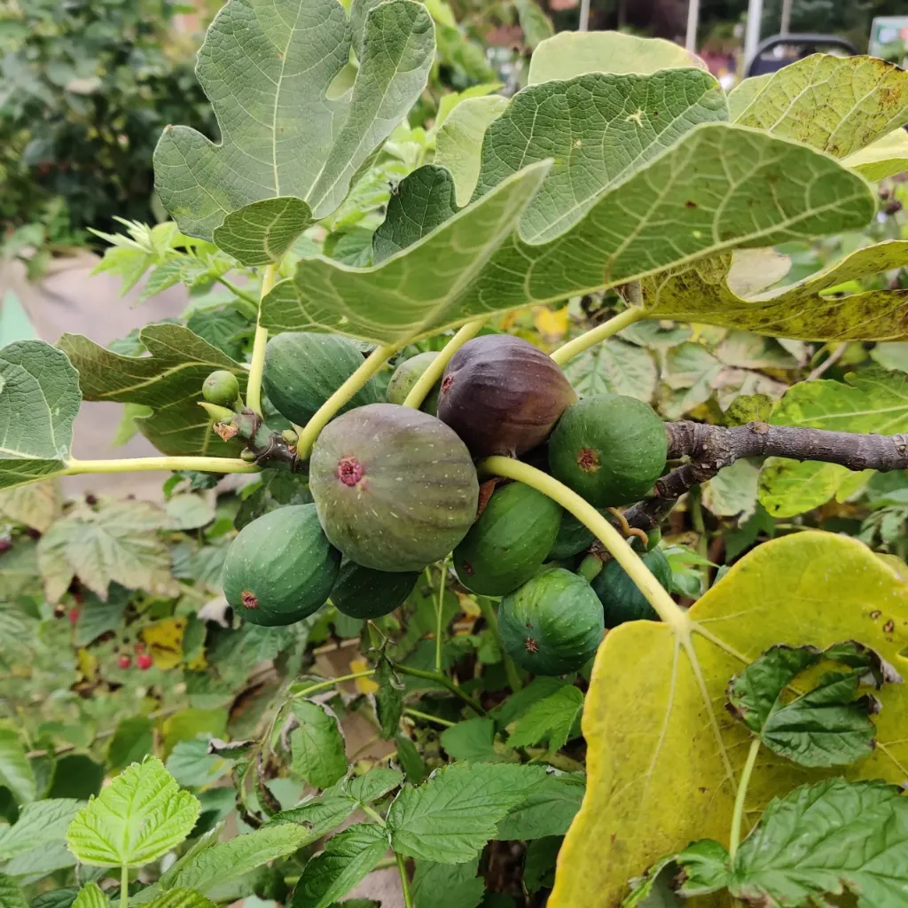 [FCBTUHA] FICUS CARICA 'BROWN TURKEY' HALFSTAM (Pot)