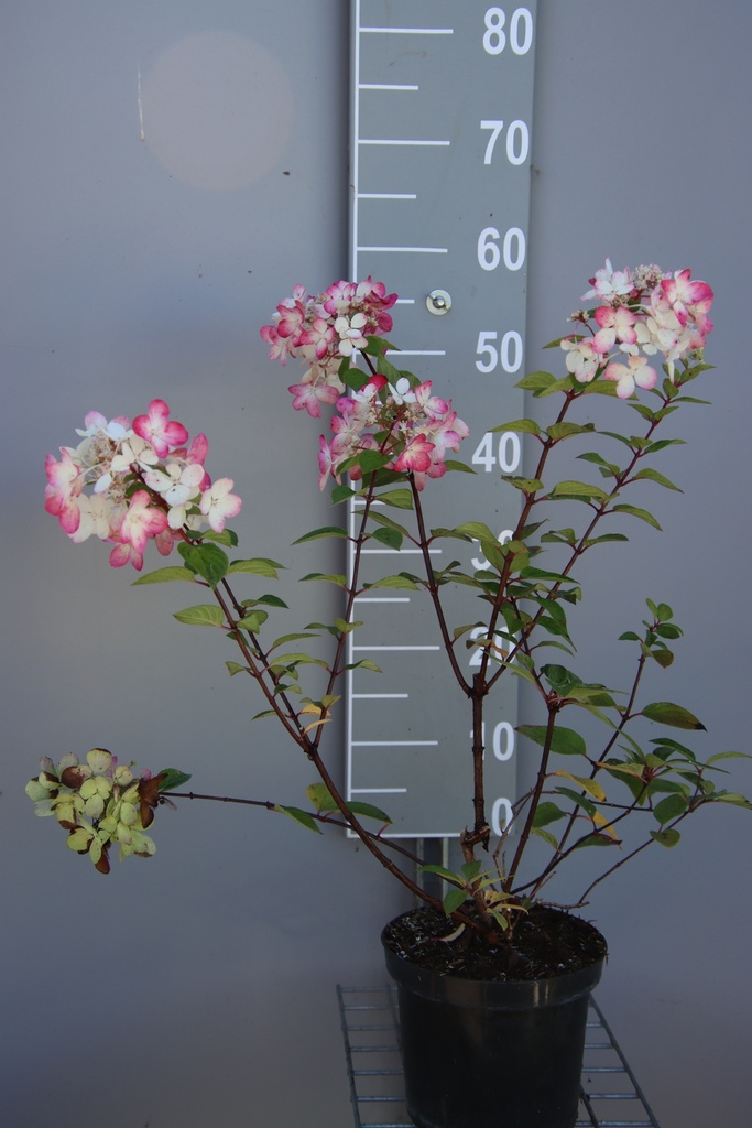 HYDRANGEA PANICULATA MEGA MINDY