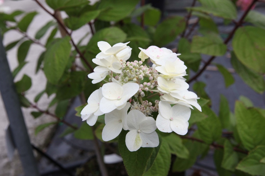 HYDRANGEA PANICULATA MEGA MINDY