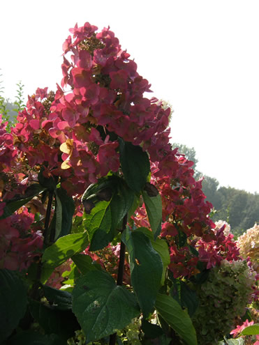 [HPMMI7] HYDRANGEA PANICULATA MEGA MINDY (Pot 10 litres, 60-80 cm)