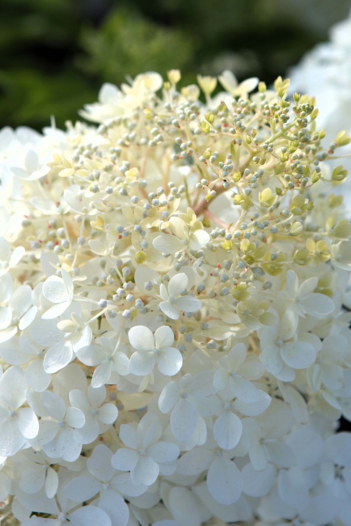 [HPPH3] HYDRANGEA PANICULATA 'PHANTOM' (Pot 3 litres, 40-50 cm)