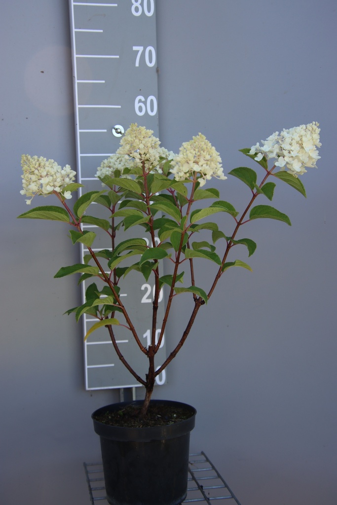 HYDRANGEA PANICULATA 'SILVER DOLLAR'