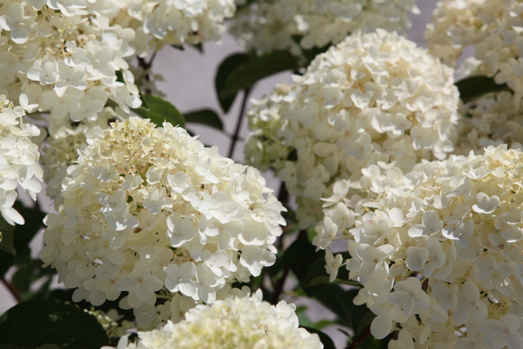 [HPSDO80C] HYDRANGEA PANICULATA 'SILVER DOLLAR' (Pot, 80-100 cm)
