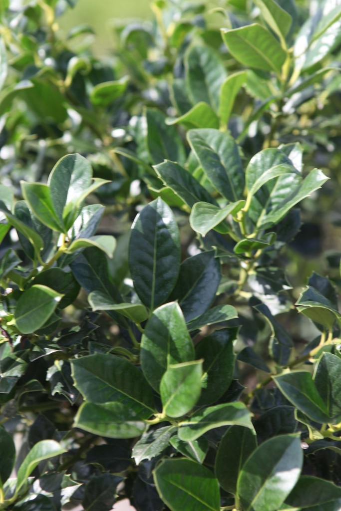 [xx] ILEX AQUIFOLIUM 'J.C. VAN TOL' (Pot, Tige 100 cm)
