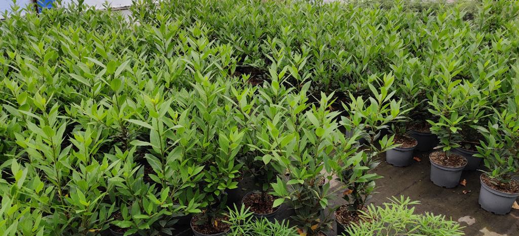 [LNOHA35] LAURUS NOBILIS HALFSTAM