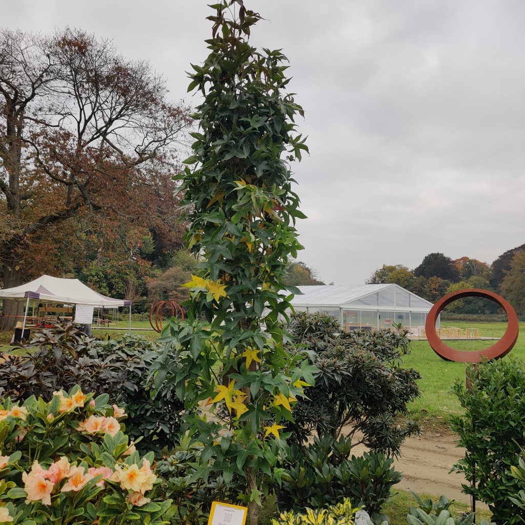 [LSSSI200] LIQUIDAMBAR STYRACIFLUA 'SLENDER SILHOUETTE' BALIVEAU