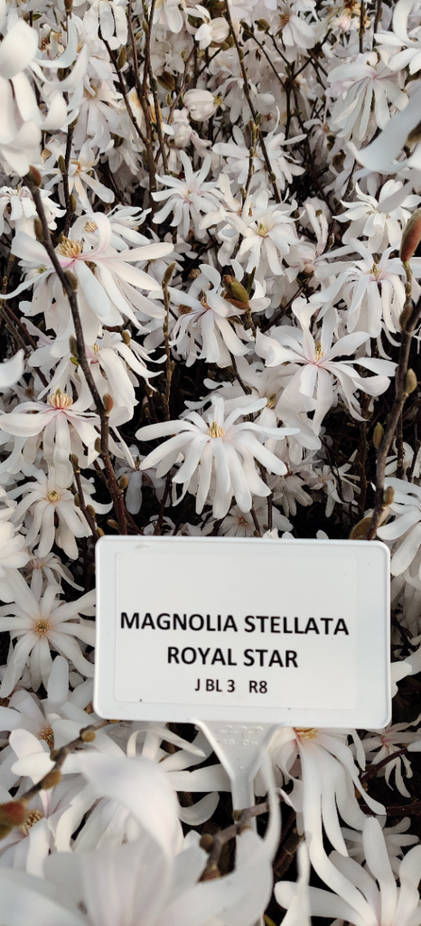 [MSRST100] MAGNOLIA STELLATA 'ROYAL STAR' (Pot, 100-125 cm)