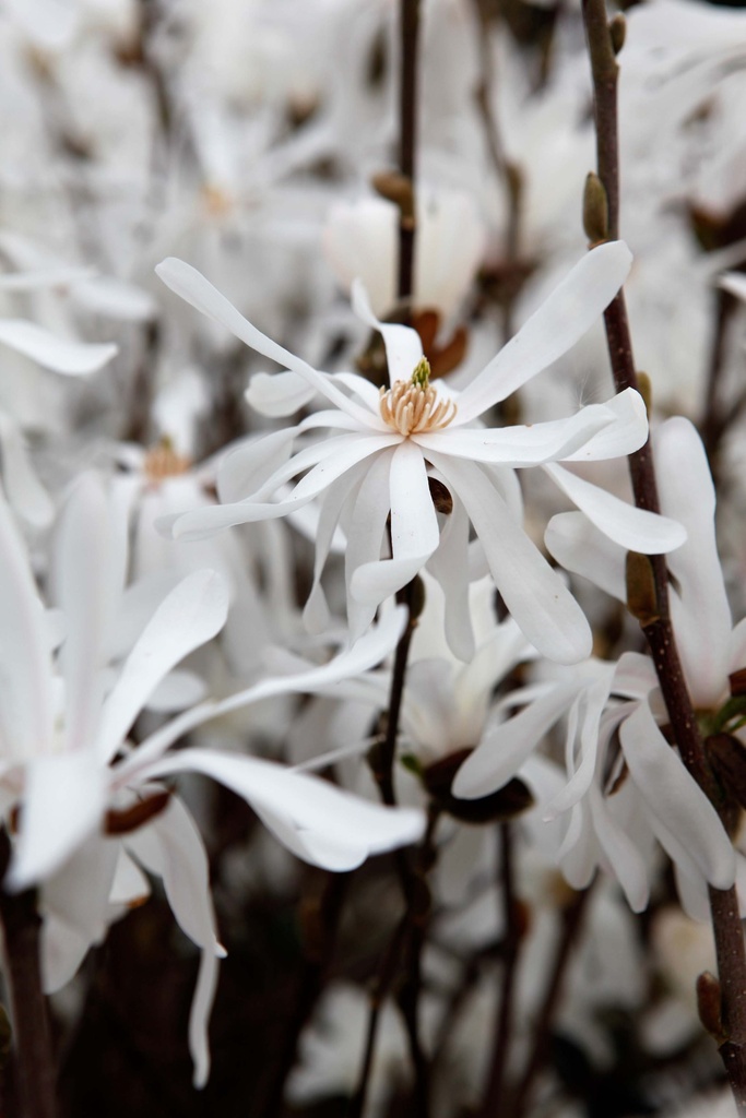 MAGNOLIA STELLATA 'ROYAL STAR'