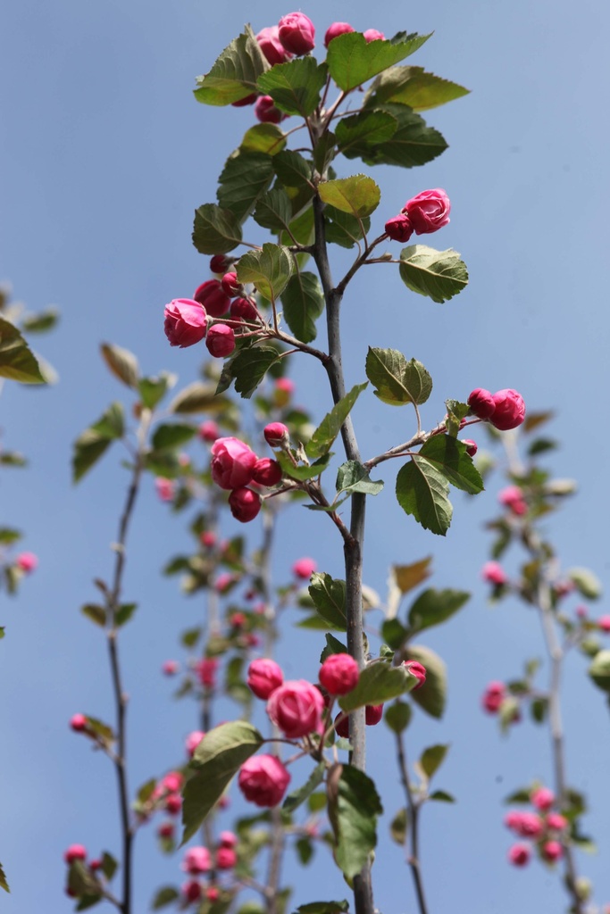 [xx] MALUS 'BRANDY MAGIC' (Pot, 100-125 cm)