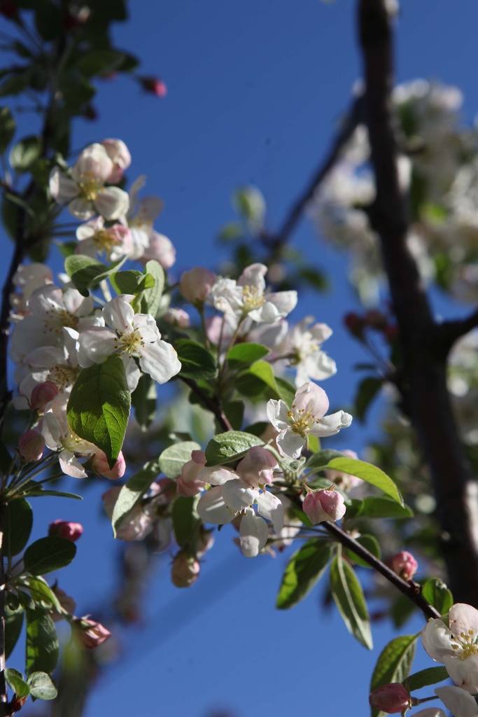 MALUS EVERESTE®