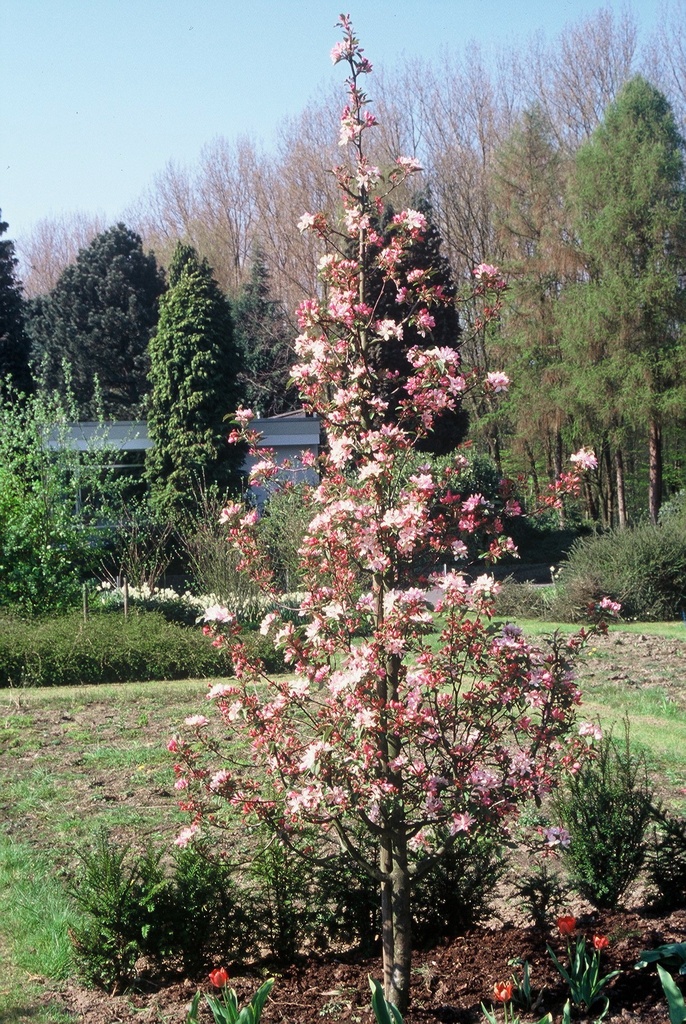 [MROBH8] MALUS 'RED OBELISK®' HAUT-TIGE