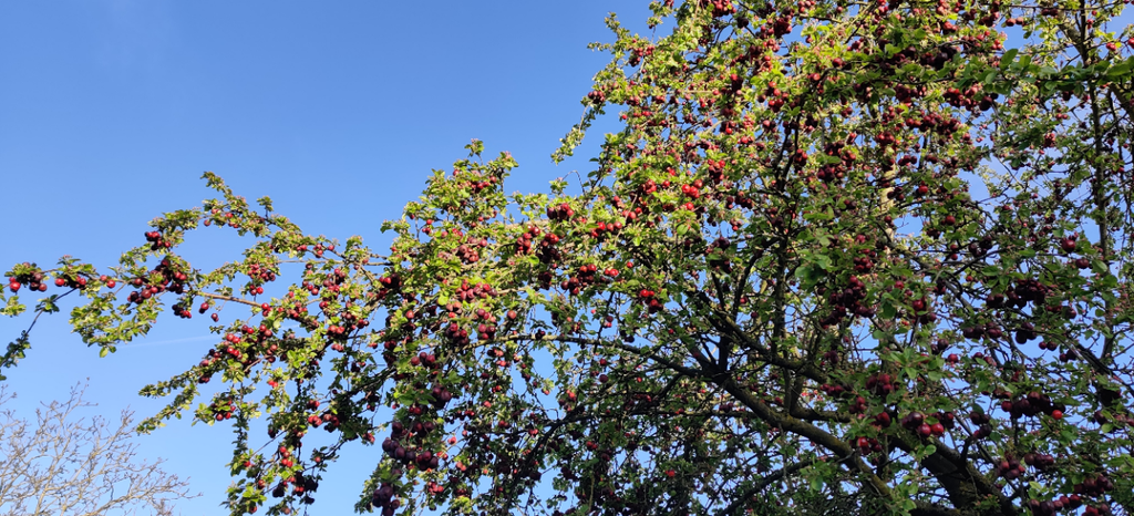 [MRSE150] MALUS 'RED SENTINEL' BALIVEAU