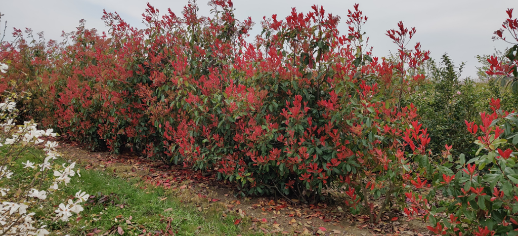 [PFRROHA] PHOTINIA FRASERI 'RED ROBIN' HALFSTAM 140 CM