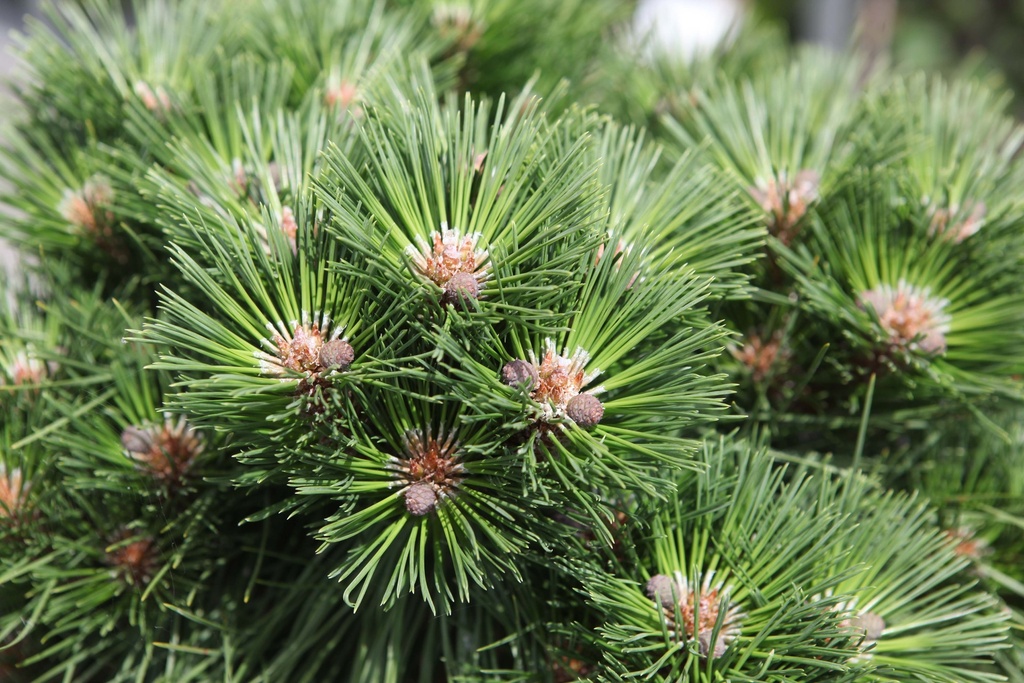 PINUS NIGRA 'PIERRICK BRÉGEON'