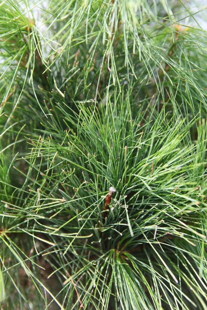 [xx] PINUS WALLICHIANA (GRIFFITTI) (Pot, 100-125 cm)