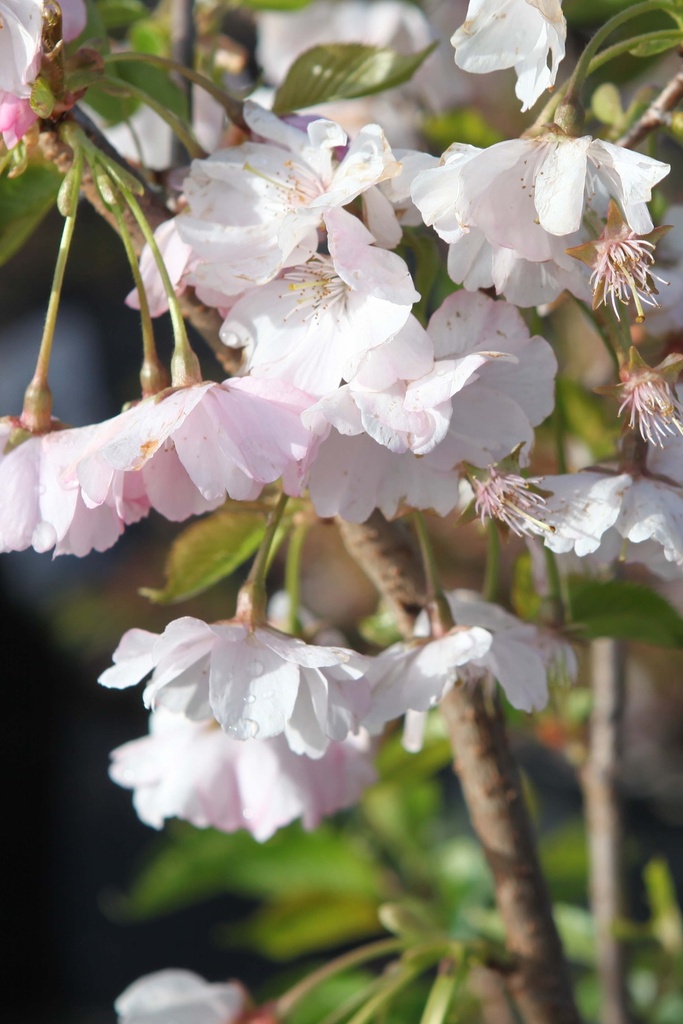 [PAC125C] PRUNUS 'ACCOLADE' (Pot, 125-150 cm)