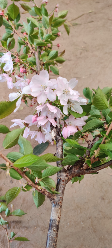 [xx] PRUNUS 'ACCOLADE' (Pot, 125-150 cm)