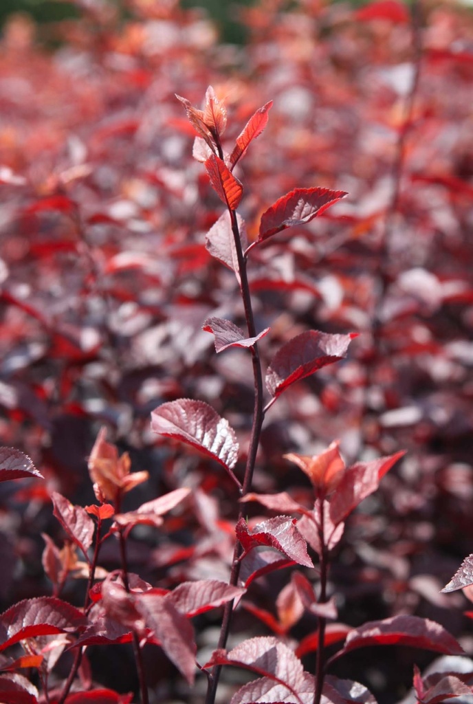 PRUNUS CERASIFERA 'NIGRA'