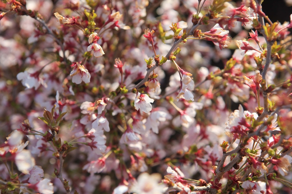 [xx] PRUNUS INCISA 'KOJOU-NO-MAI' (Pot, 80-100 cm)