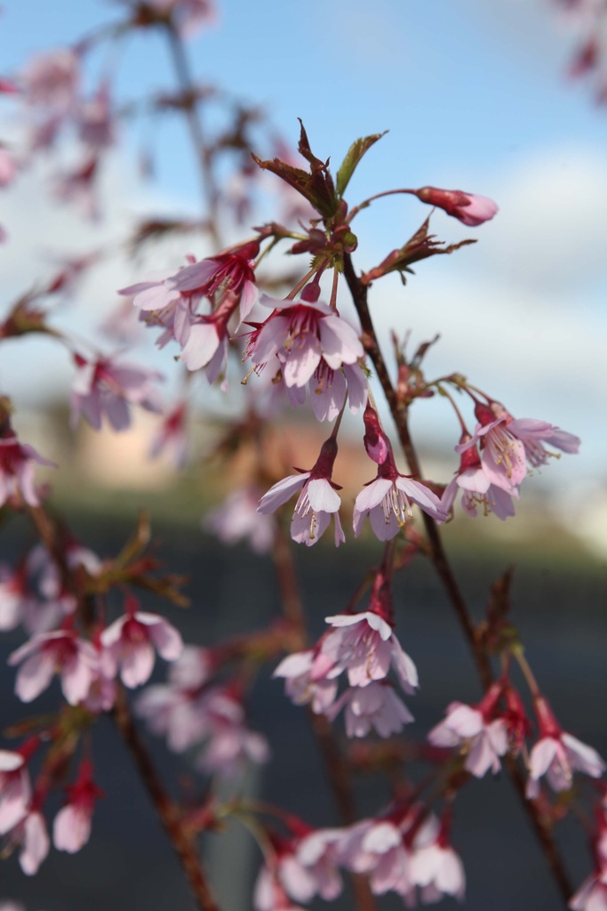 [xx] PRUNUS 'OKAME' (Pot, 150-175 cm)