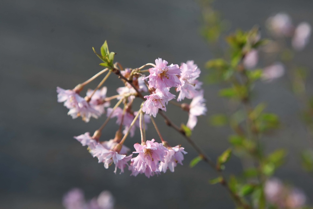 PRUNUS SUBHIRTELLA 'FUKUBANA'