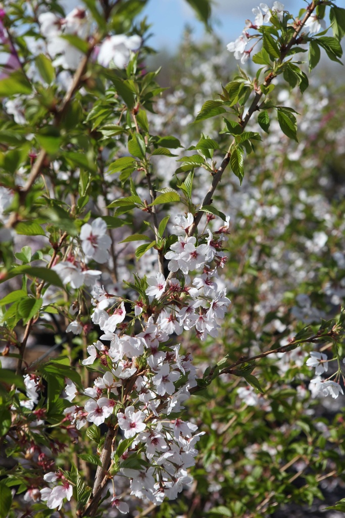 [xx] PRUNUS YEDOENSIS (Pot 12 litres, 100-125 cm)