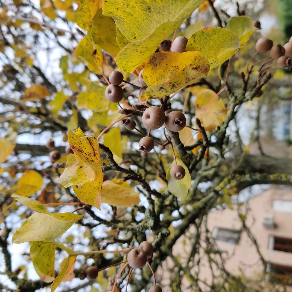 [PCCH175] PYRUS CALLERYANA 'CHANTICLEER'