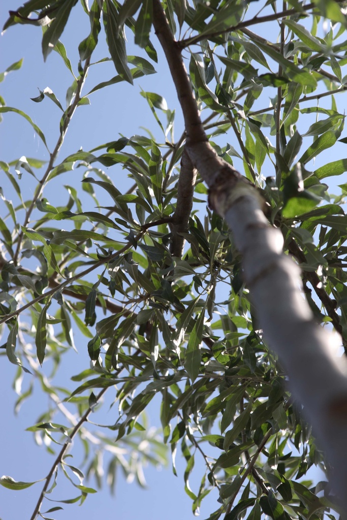 PYRUS SALICIFOLIA 'PENDULA'