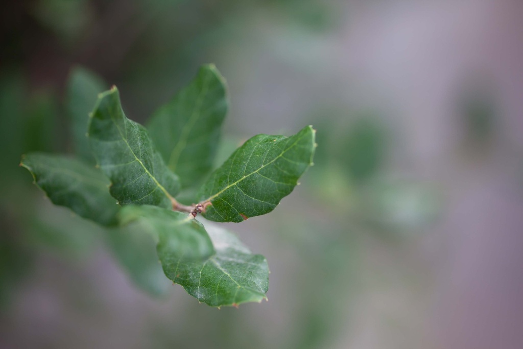 [xx] QUERCUS SUBER (Pot, 150-175 cm)