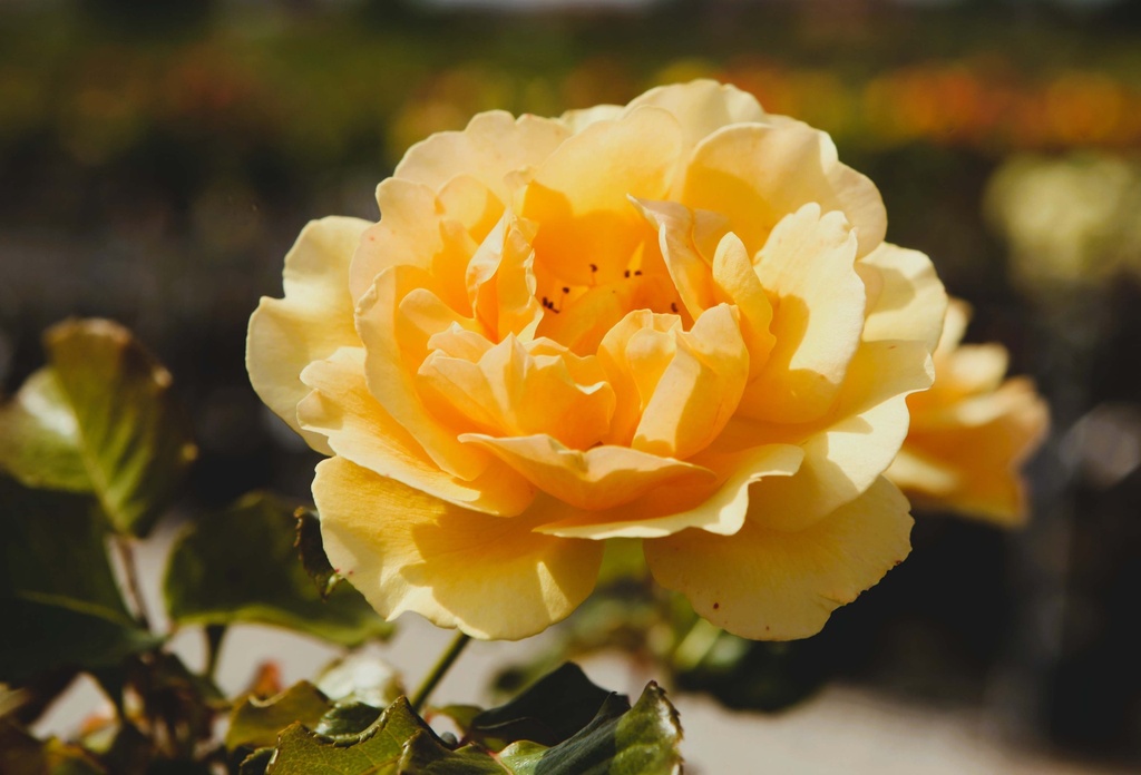 [xx] ROSA 'AMBER QUEEN®' (Pot, 100 cm stam)