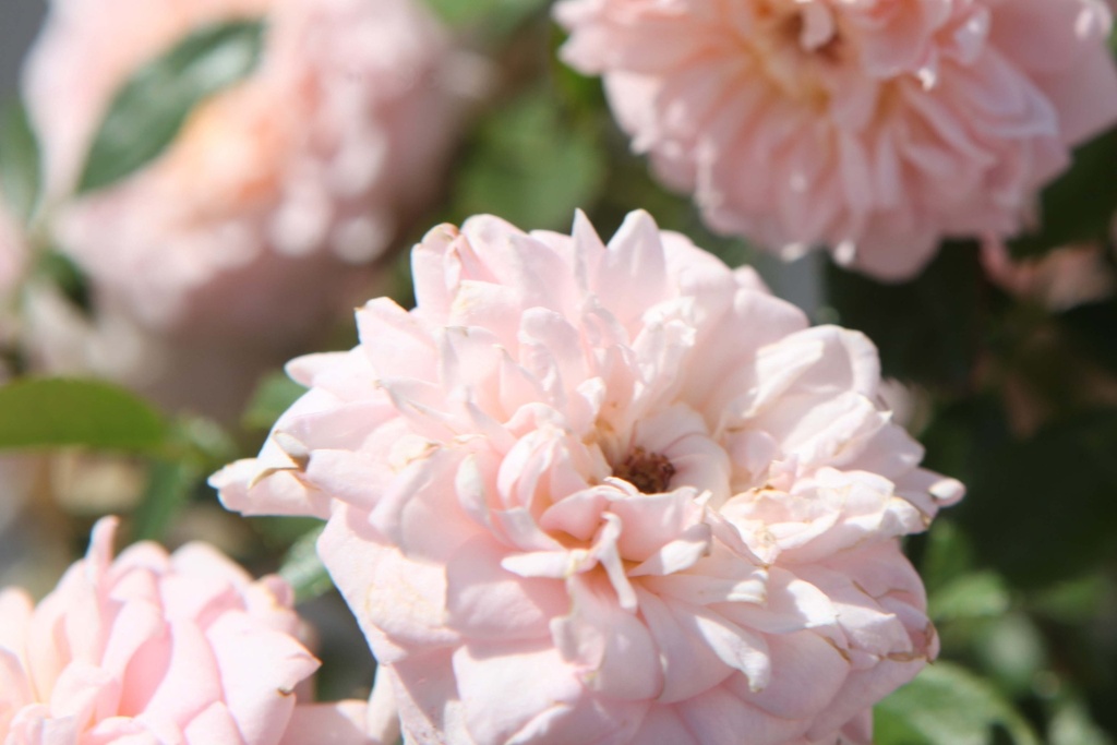 [RCICC] ROSA 'CICERO® (BONICA)' (Pot, Tige 100 cm)