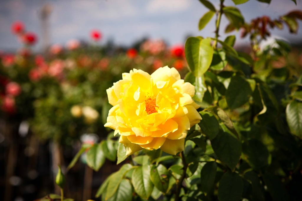 ROSA 'GOLDSTAR'