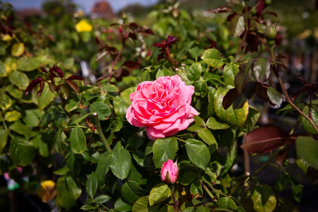 [xx] ROSA 'KIMONO' (Pot, 100 cm stam)