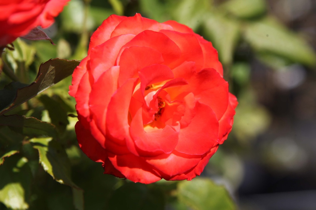 [RMAH] ROSA 'MARIEKEN' (Pot, Tige 100 cm)