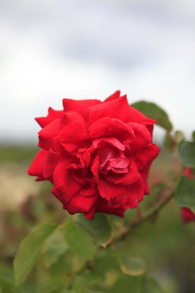 ROSA 'NINA WEIBULL'
