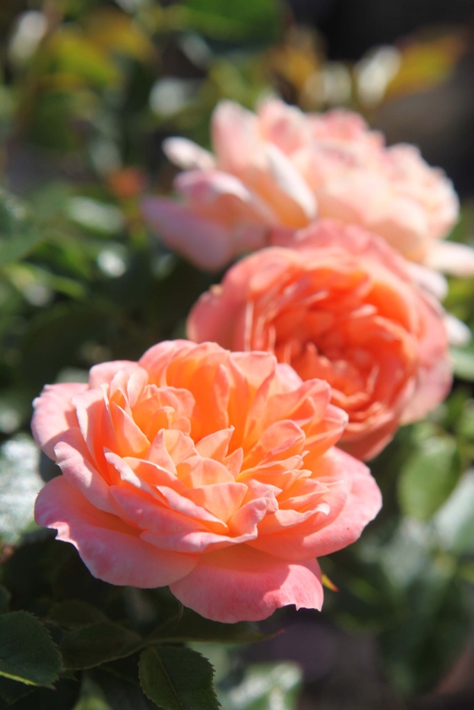 [xx] ROSA 'SWEETY' (Pot, Tige 100 cm)
