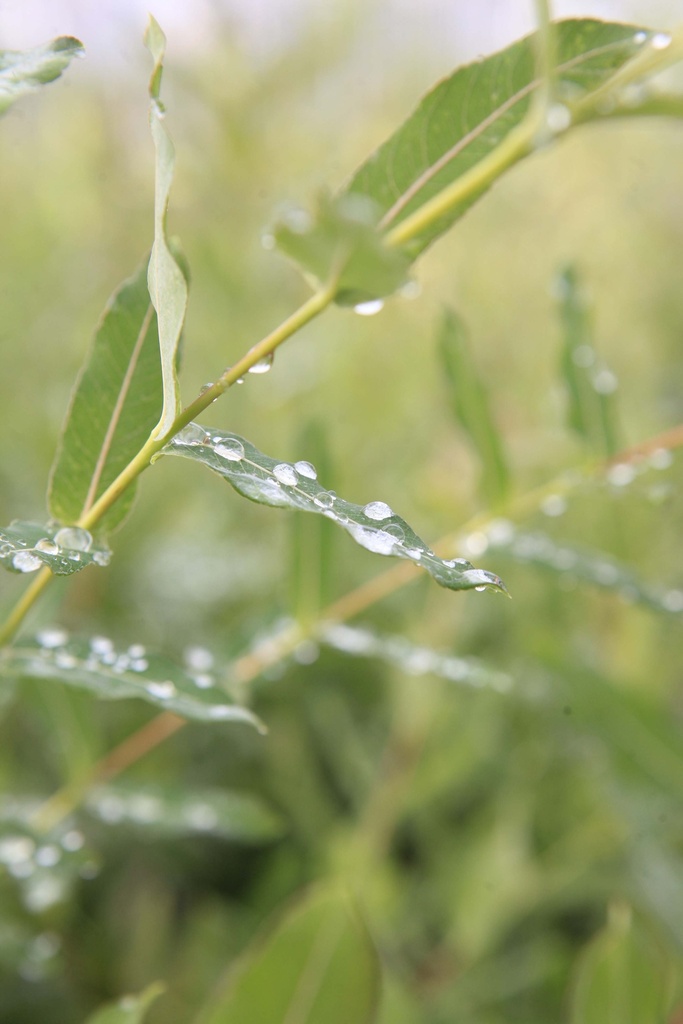 [SIHNI3] SALIX INTEGRA 'HAKURO-NISHIKI' (Pot, Tige 100 cm)