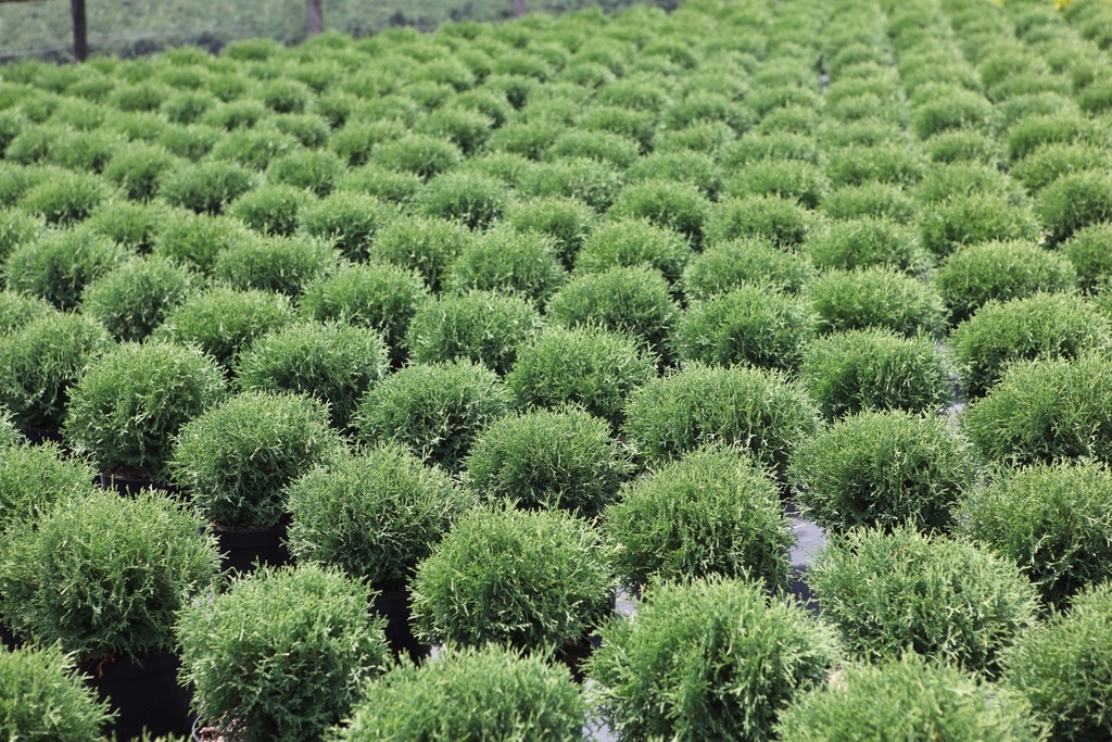 [TOTTI253] THUJA OCCIDENTALIS 'TINY TIM' (Pot 3 liter, 25-30 cm)
