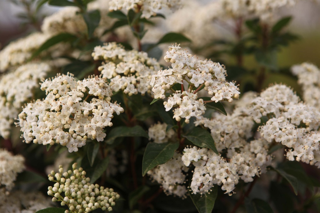 VIBURNUM TINUS 'EVE PRICE'